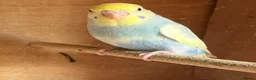 Budgerigars birds for sale: Baby budgies and pairs for sale  - Advert 6