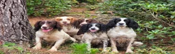 Mixed Breed dogs for sale: Clumber cocker springer cross - Advert 13