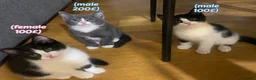 Mixed Breed cats for sale: 3 adorable kittens 2Males and 1Femal  in Stanmore - Advert 1