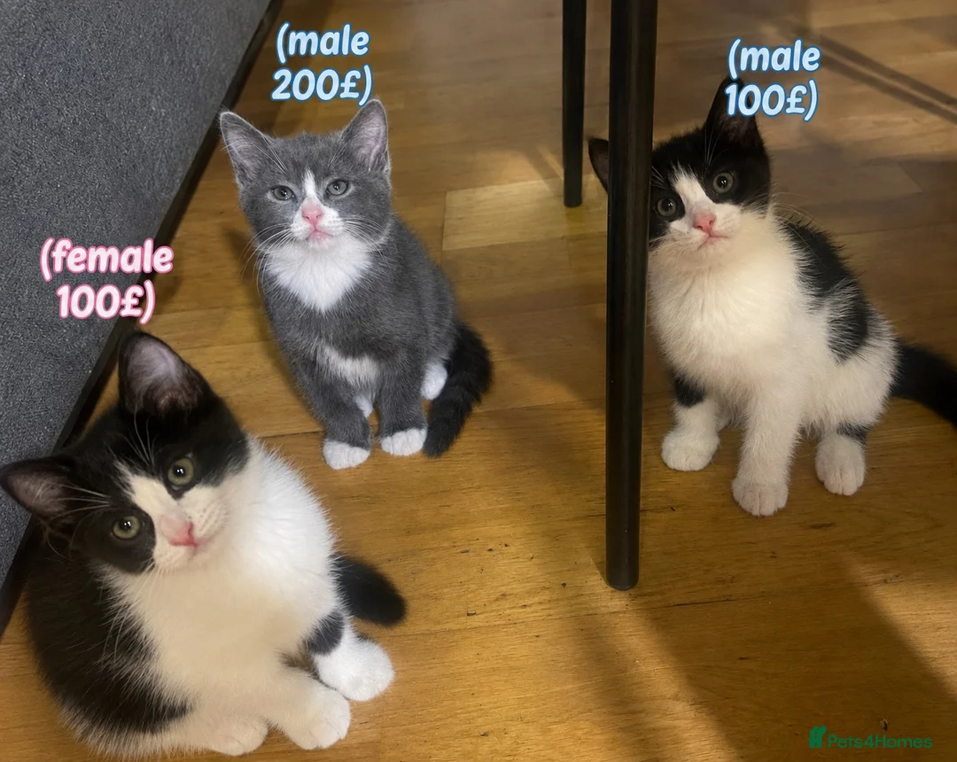 Mixed Breed cats for sale: 3 adorable kittens 2Males and 1Femal  in Stanmore - Advert 1