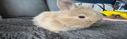 Mixed Breed rabbits for sale: Double maned lion head/ plush bunnies 💕 - Advert 4