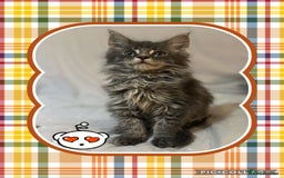 Maine Coon cats for sale: Ready NOW! TICA splendid Maine Coon - Image 13