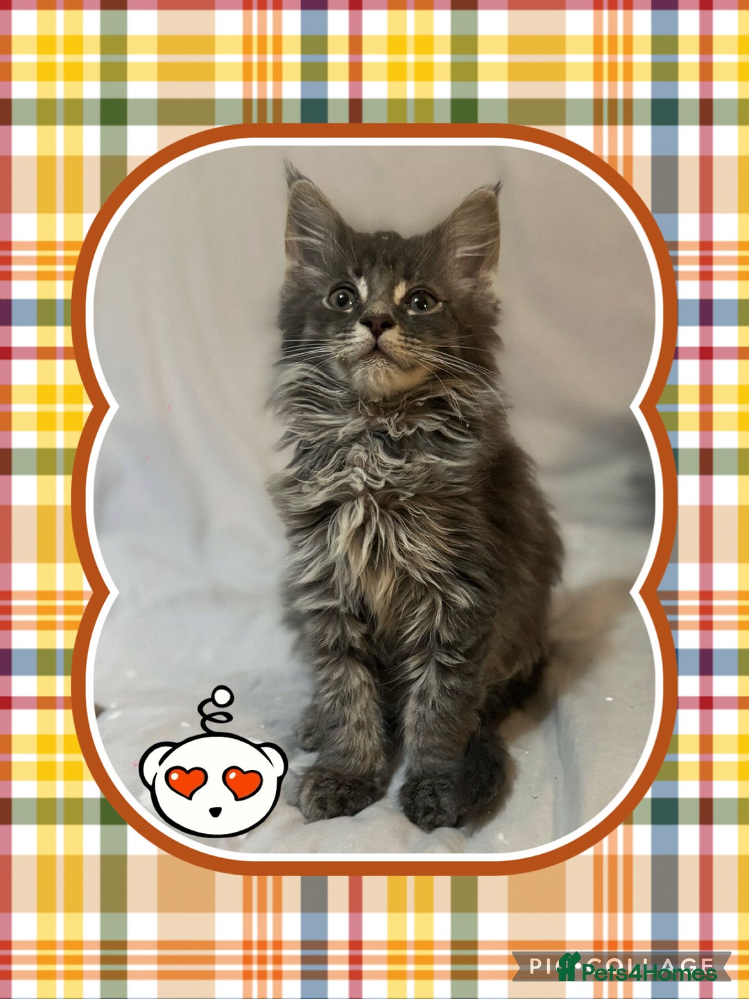 Maine Coon cats for sale: Ready NOW! TICA splendid Maine Coon - Image 13