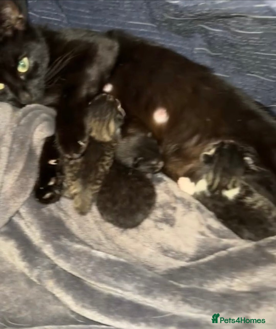 Mixed Breed cats for sale: Kittens - Advert 5