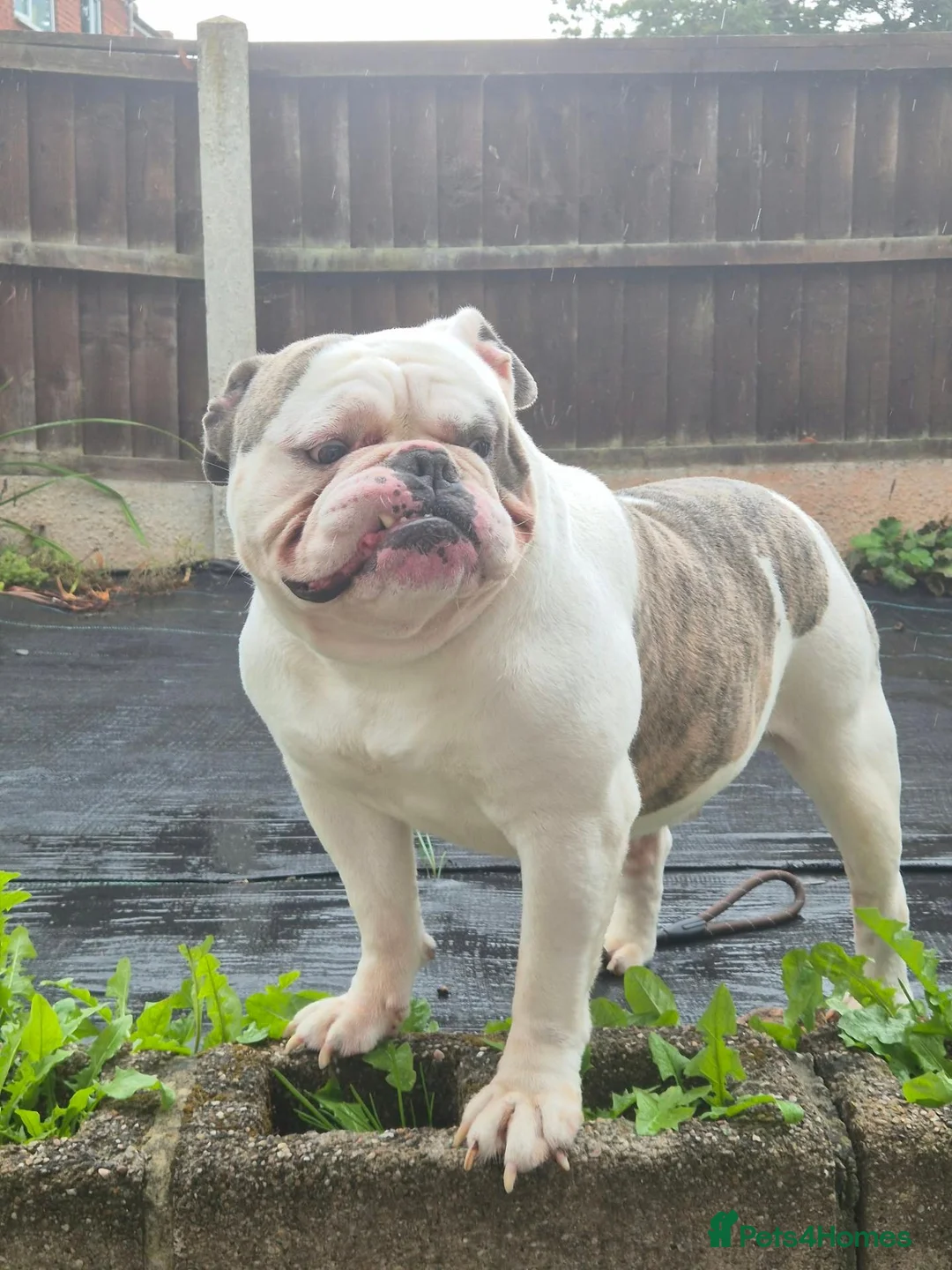 Olde English Bulldogge dogs for sale: 4 year old male  - Advert 2