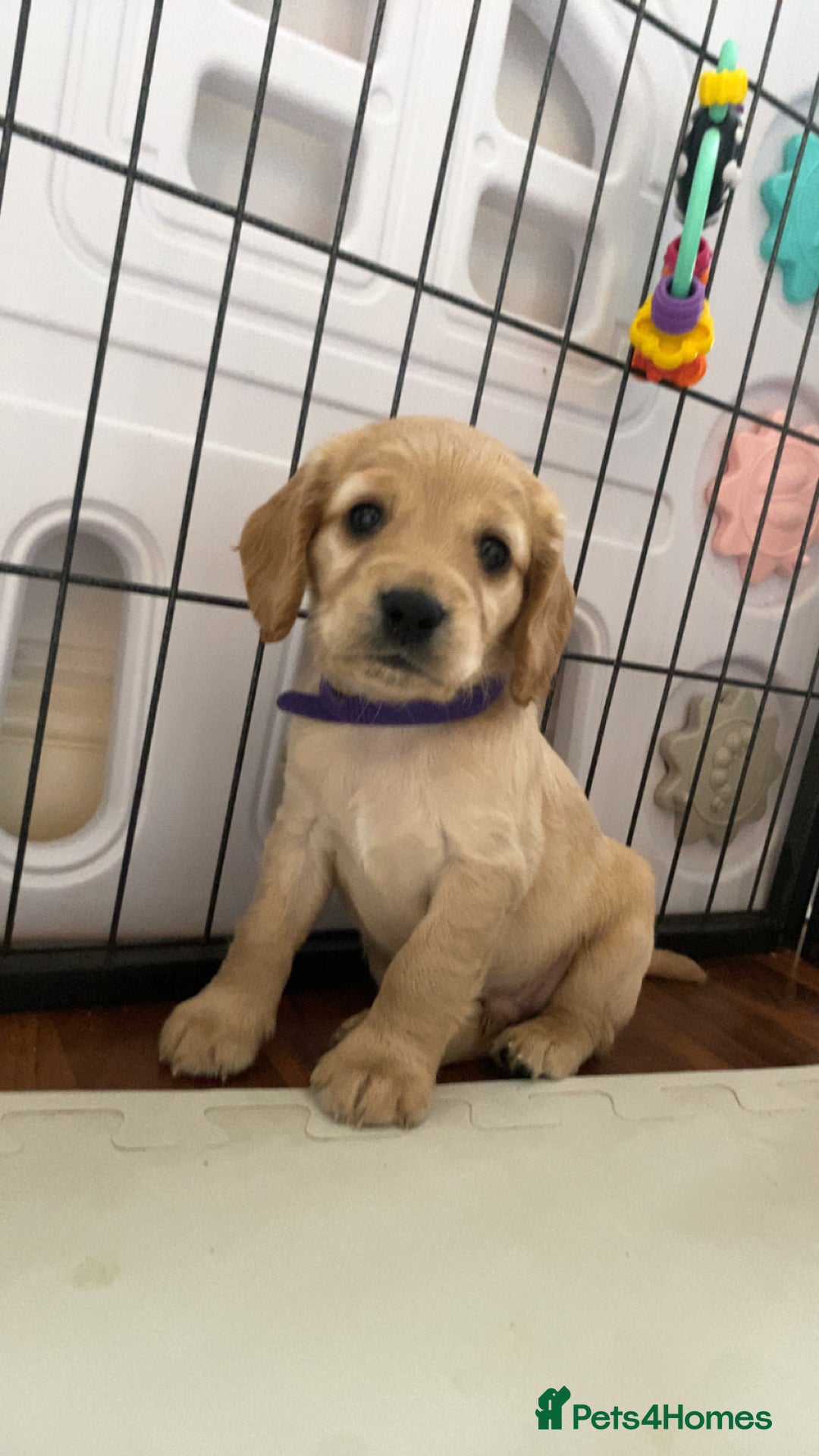 Cockapoo dogs for sale: Beautiful cockapoo pups - Image 11