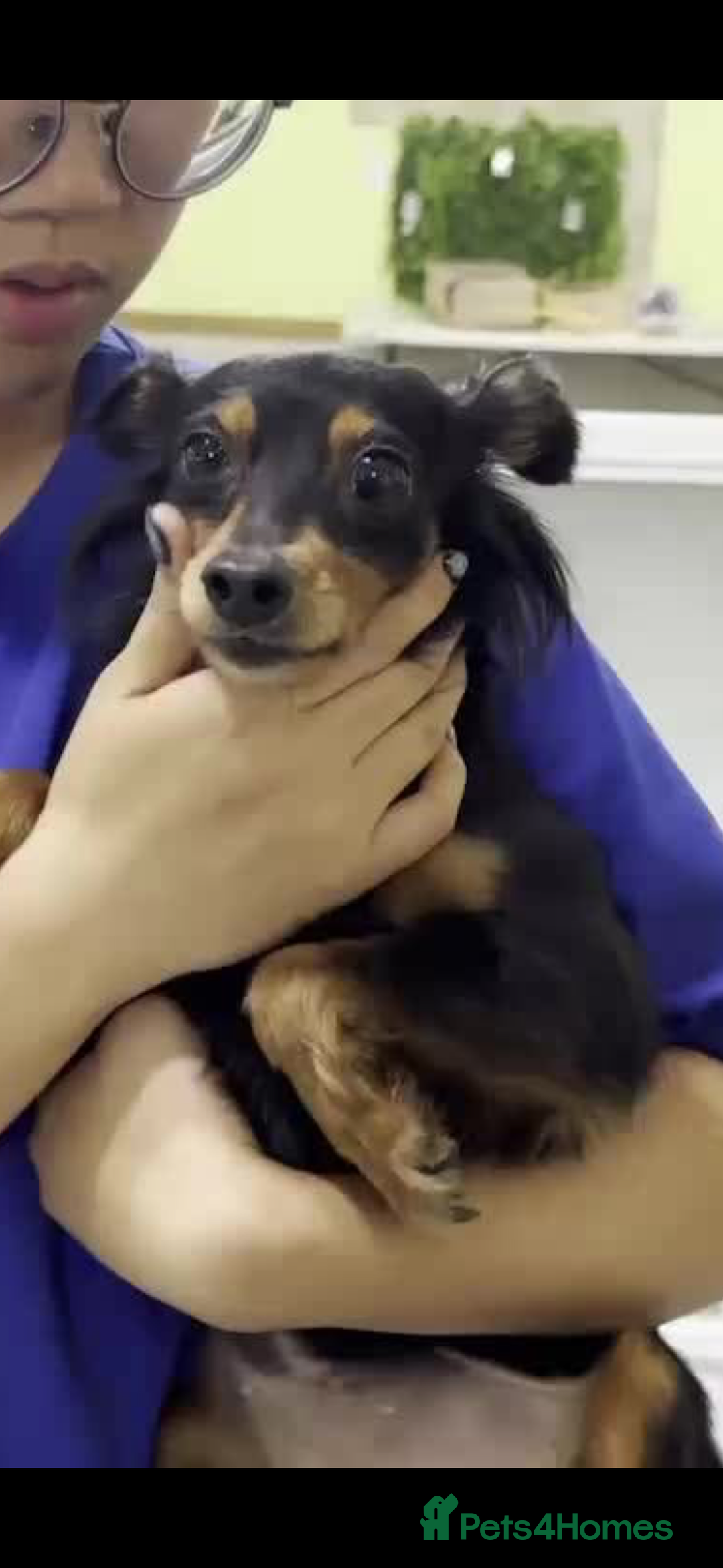 Miniature Pinscher dogs for adoption: rosie 5 years  mini pincher meat trade  survivor - Image 4