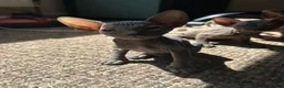 Sphynx cats for sale: 5 Canadian Sphynx kittens for sale - Advert 28