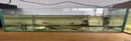 Plecos fish for sale: bristlenose pleco - Advert 1