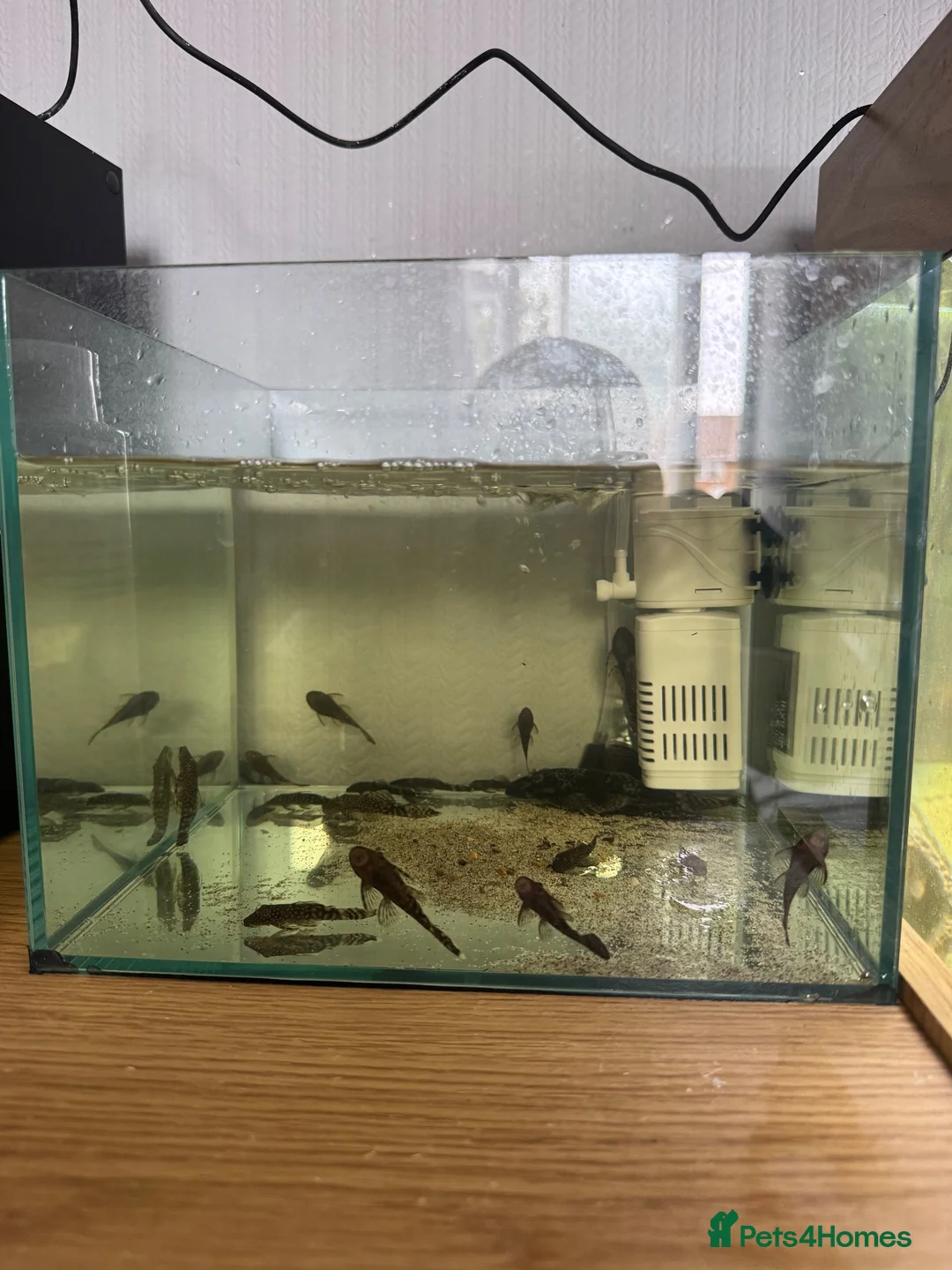 Plecos fish for sale: bristlenose pleco - Advert 1