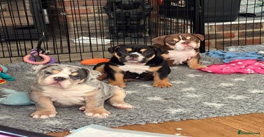 English Bulldog dogs - Advert 2
