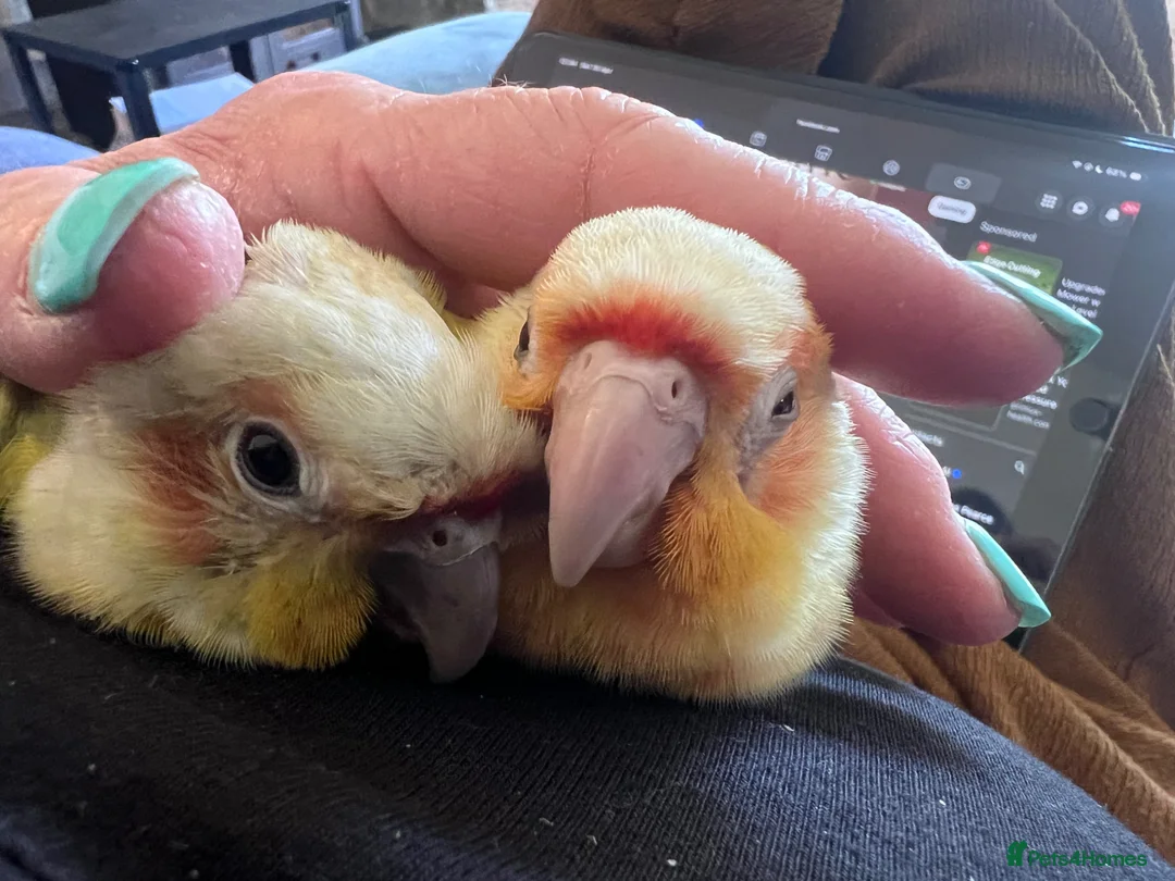Conures birds for sale: Two DNA tested male Green Cheek Conures. Brothers. - Advert 1