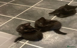 British Shorthair cats for sale: 3 x stunning black 12 week old boys  - Advert 10