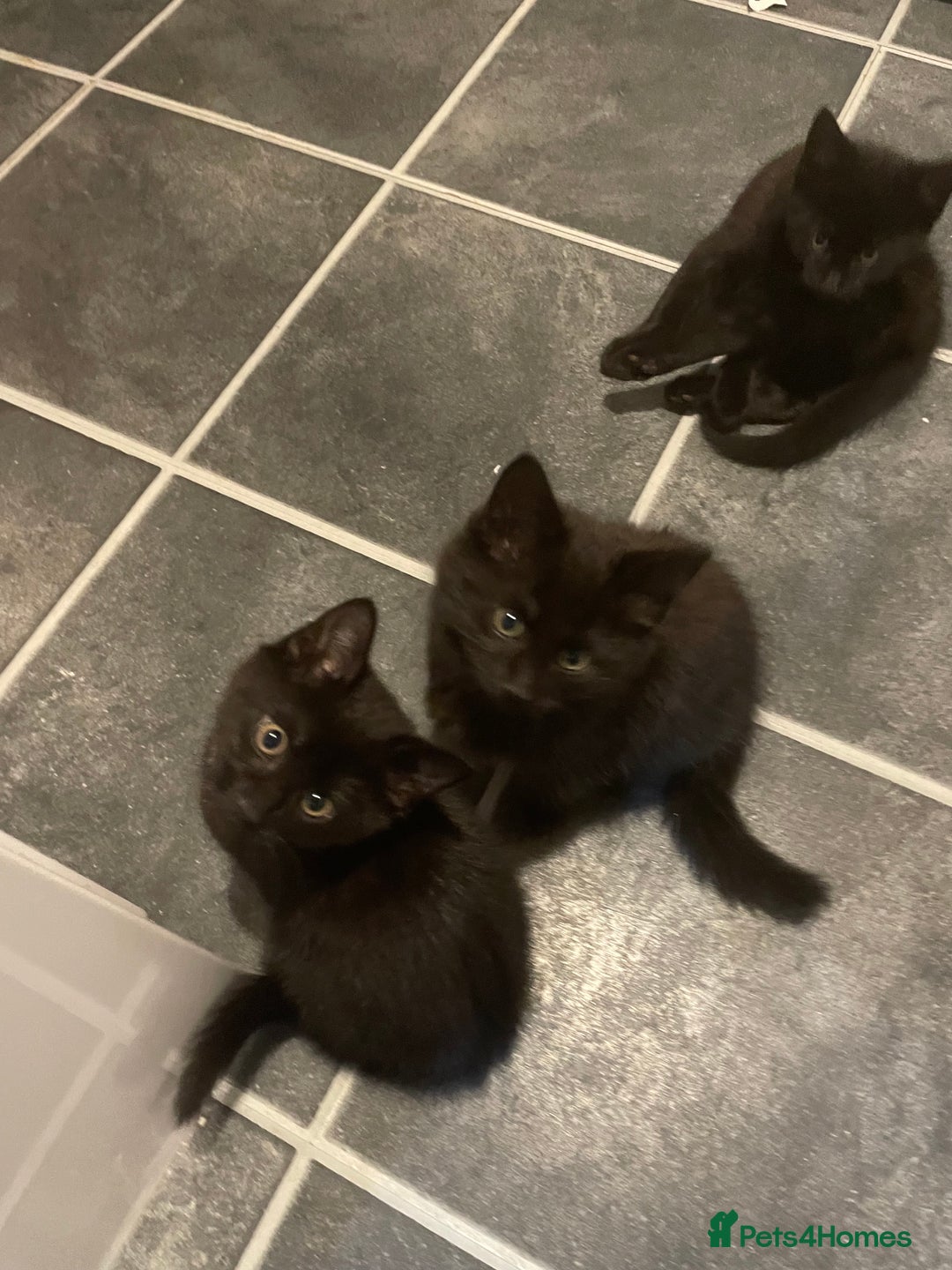 British Shorthair cats for sale: 3 x stunning black 12 week old boys  - Advert 10