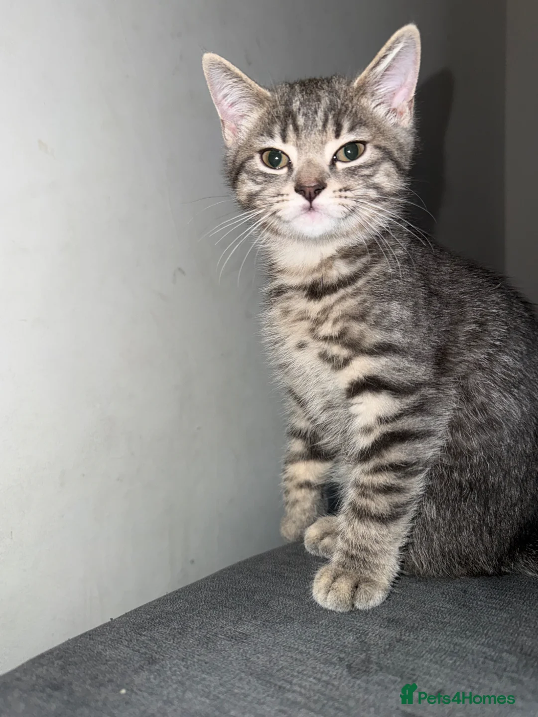 British Shorthair cats for sale: BSH CROSS KITTEN  - Advert 1