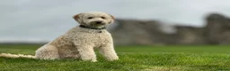 Australian Labradoodle dogs for sale: 3 year old therapy Australian Labradoodle  in Wimborne - Advert 5