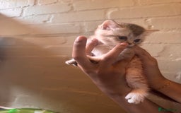 British Shorthair cats for sale: ✨British Shorthair Kittens ✨ - Image 11