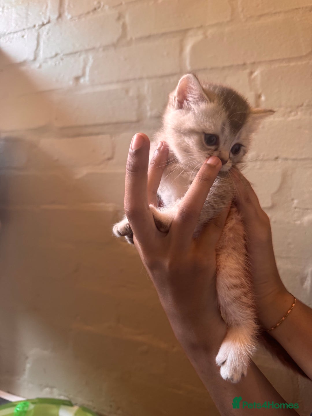 British Shorthair cats for sale: ✨British Shorthair Kittens ✨ - Image 11