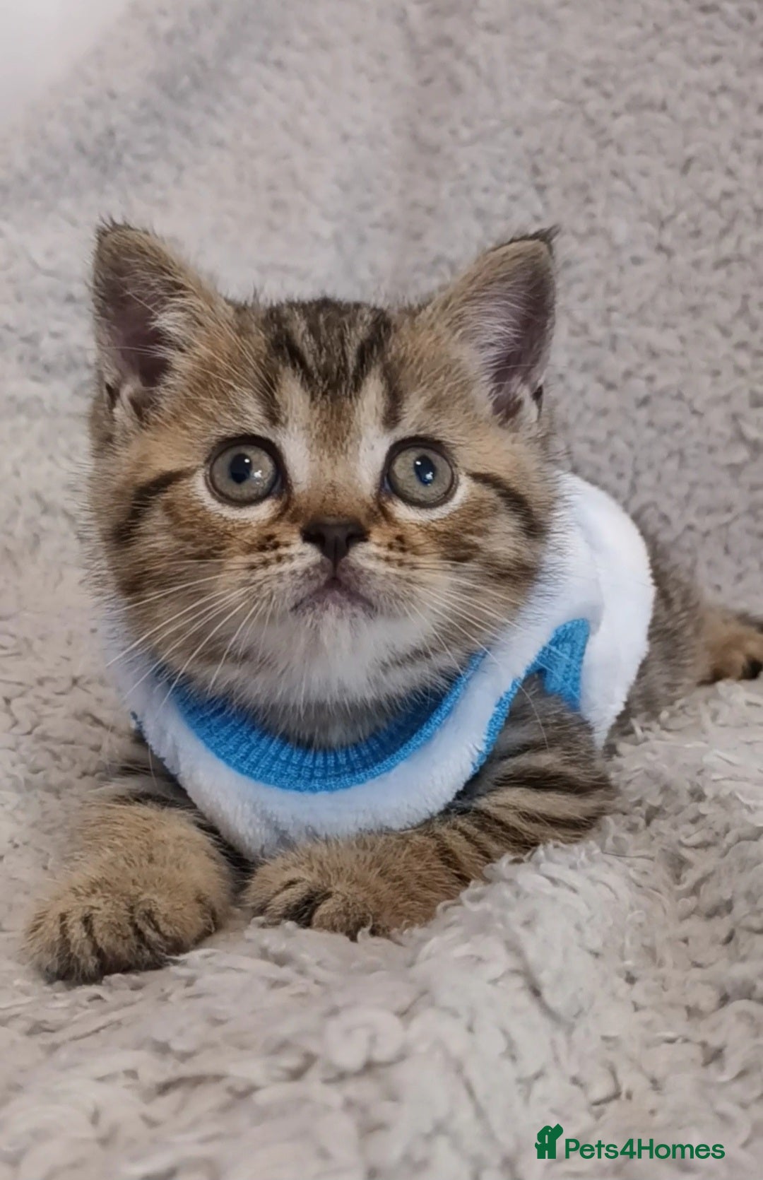 British Shorthair cats British shorthair baby - Advert 5