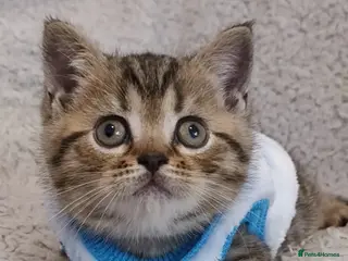 British Shorthair cats British shorthair baby - Advert 5