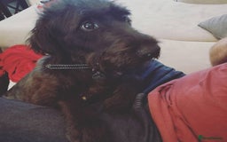 Mixed Breed dogs for sale: Rehoming older labradoodle x Lurcher - Image 10