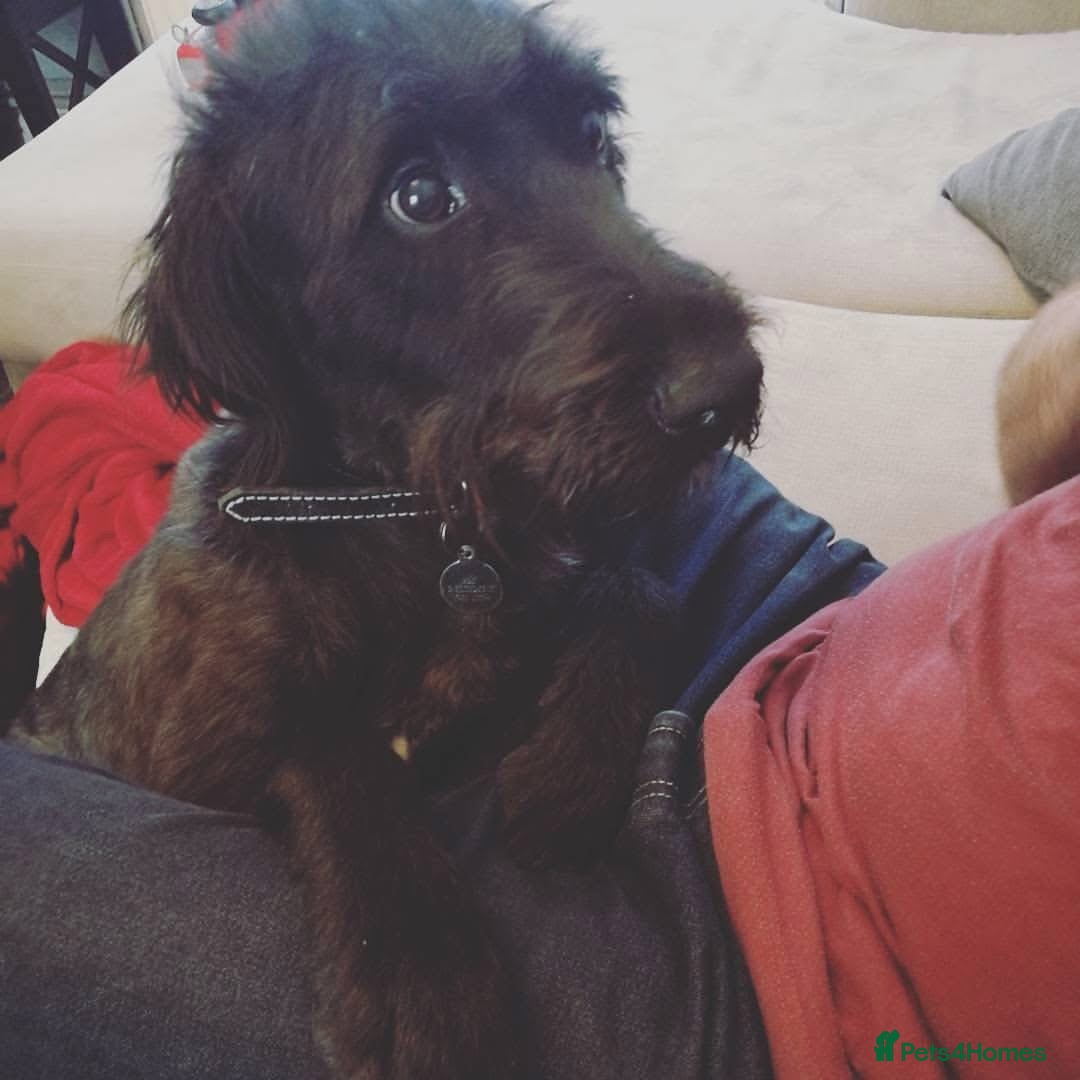 Mixed Breed dogs for sale: Rehoming older labradoodle x Lurcher - Image 10