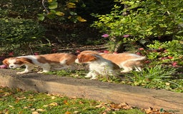 Cavalier King Charles Spaniel dogs for sale: Last 2 boy King Charles cavaliers  - Image 7