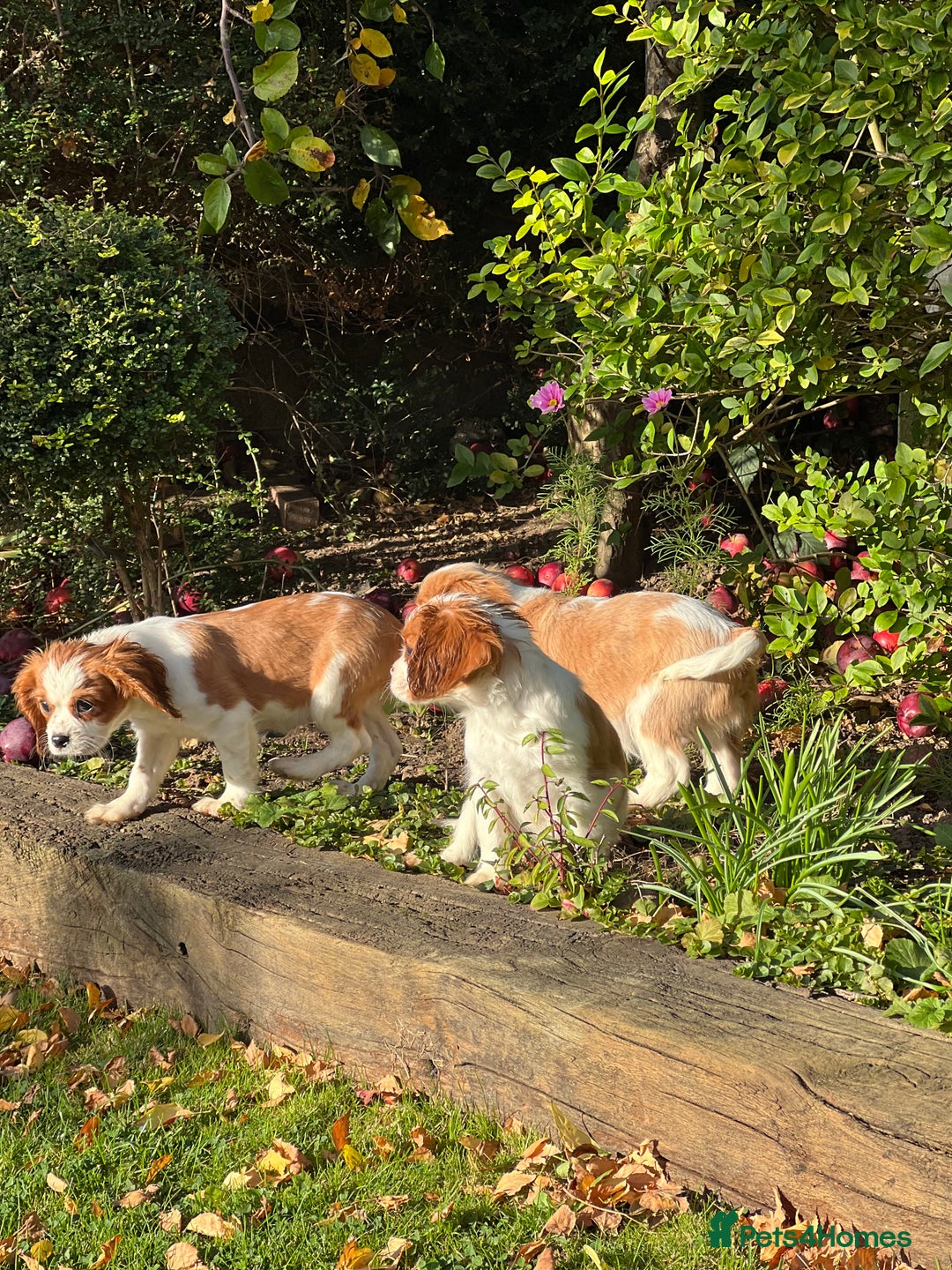 Cavalier King Charles Spaniel dogs for sale: Last 2 boy King Charles cavaliers  - Image 7