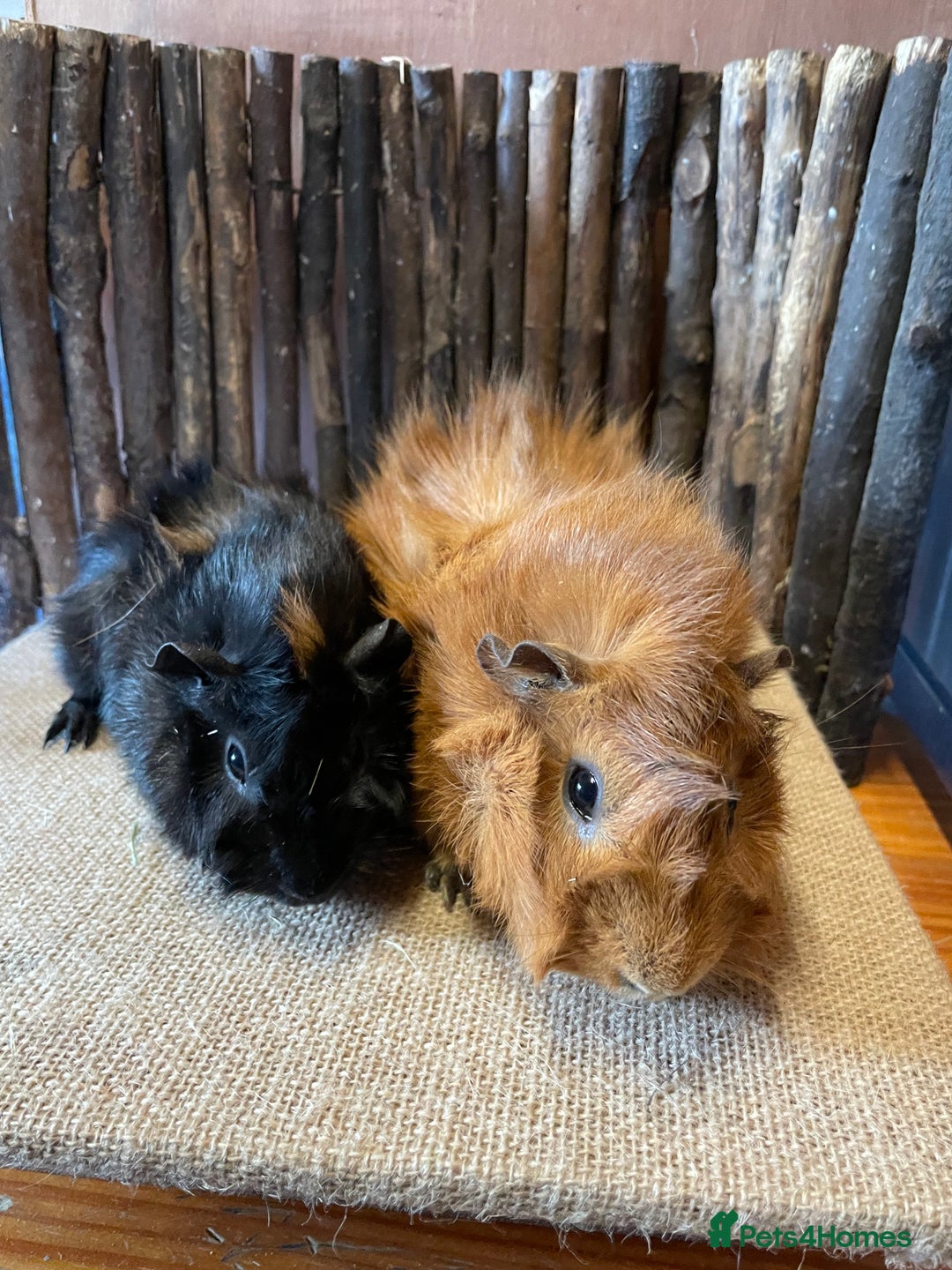 Guinea Pig rodents for sale: Beautiful baby Abyssinian Guinea Pigs - Advert 10