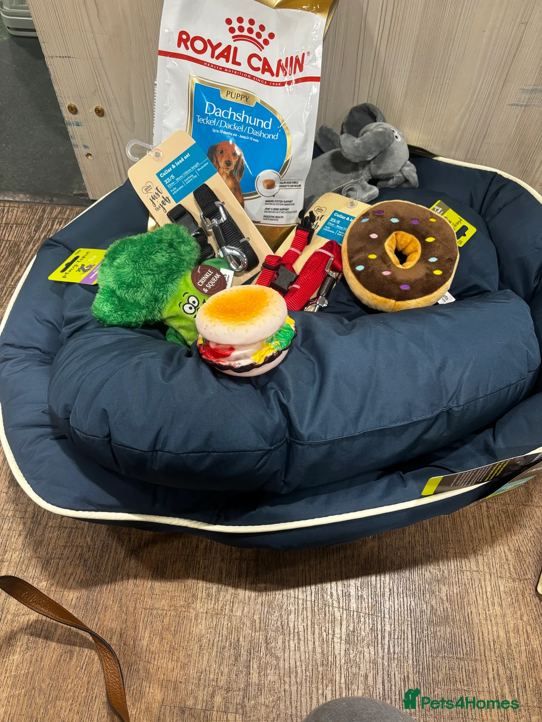 Dachshund dogs for sale: Miniature dachshund puppies 🐶long: smooth hair  - Advert 5