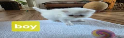 Persian cats for sale: PERSIAN  **  KITTENS LOOKING FOR NEW HOMES  - Advert 6