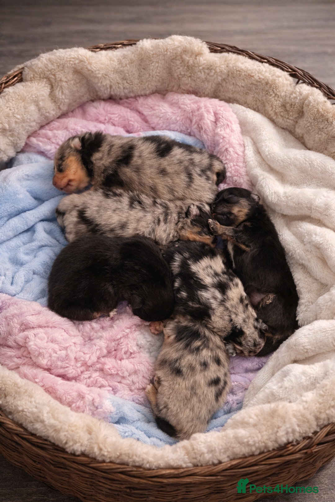 Pomeranian dogs for sale: Rare Beautiful Merle Pomeranians 💎 - Advert 1