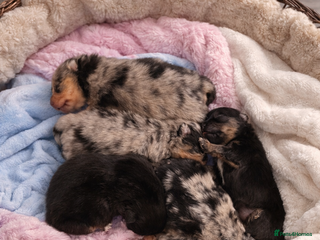 Pomeranian dogs Rare Beautiful Merle Pomeranians 💎 - Advert 3