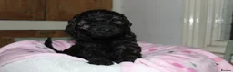 Cocker Spaniel dogs for sale: Gorgeous Schnocker puppies - Advert 5