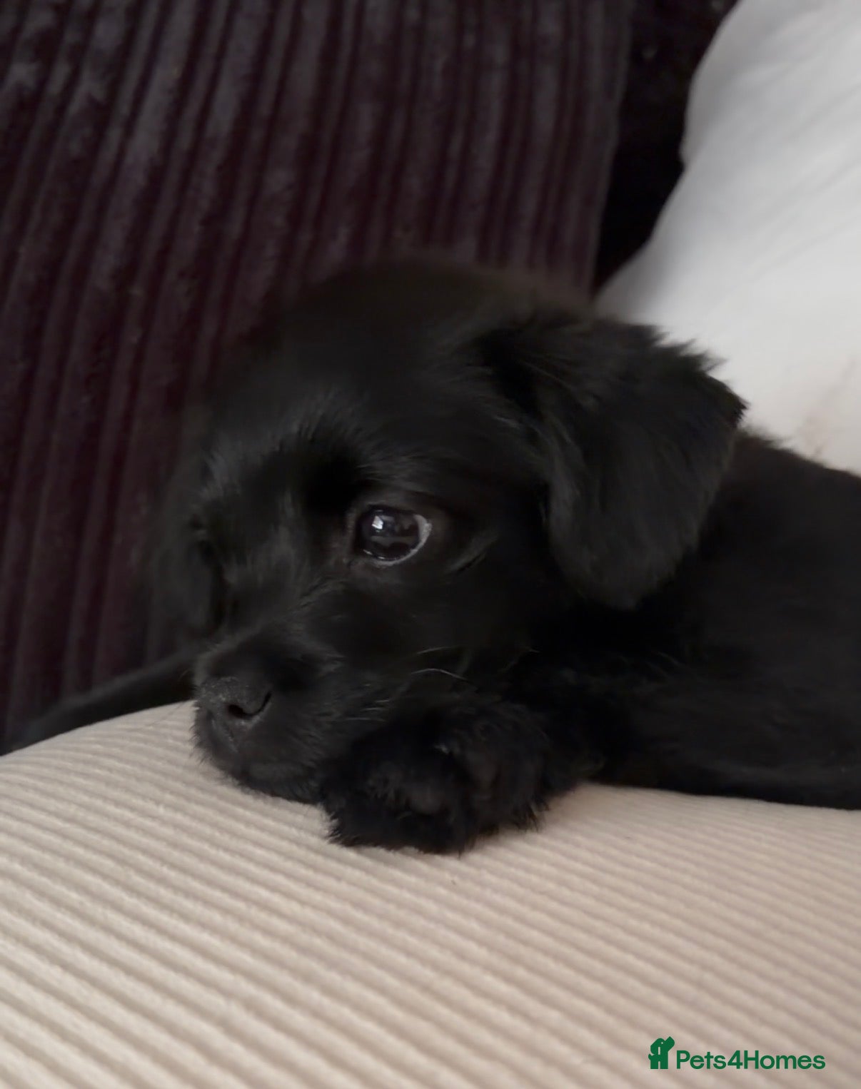 Mixed Breed dogs Lovely little Denzel - Advert 10