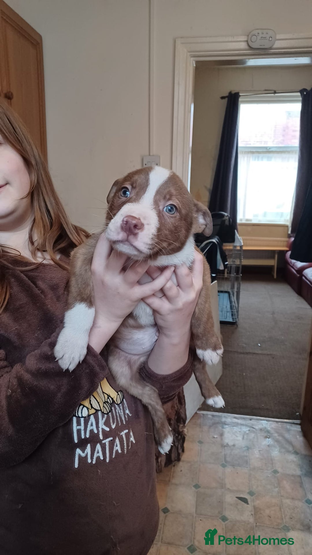 Mixed Breed dogs for sale: Mixed breed puppies for sale - Advert 2