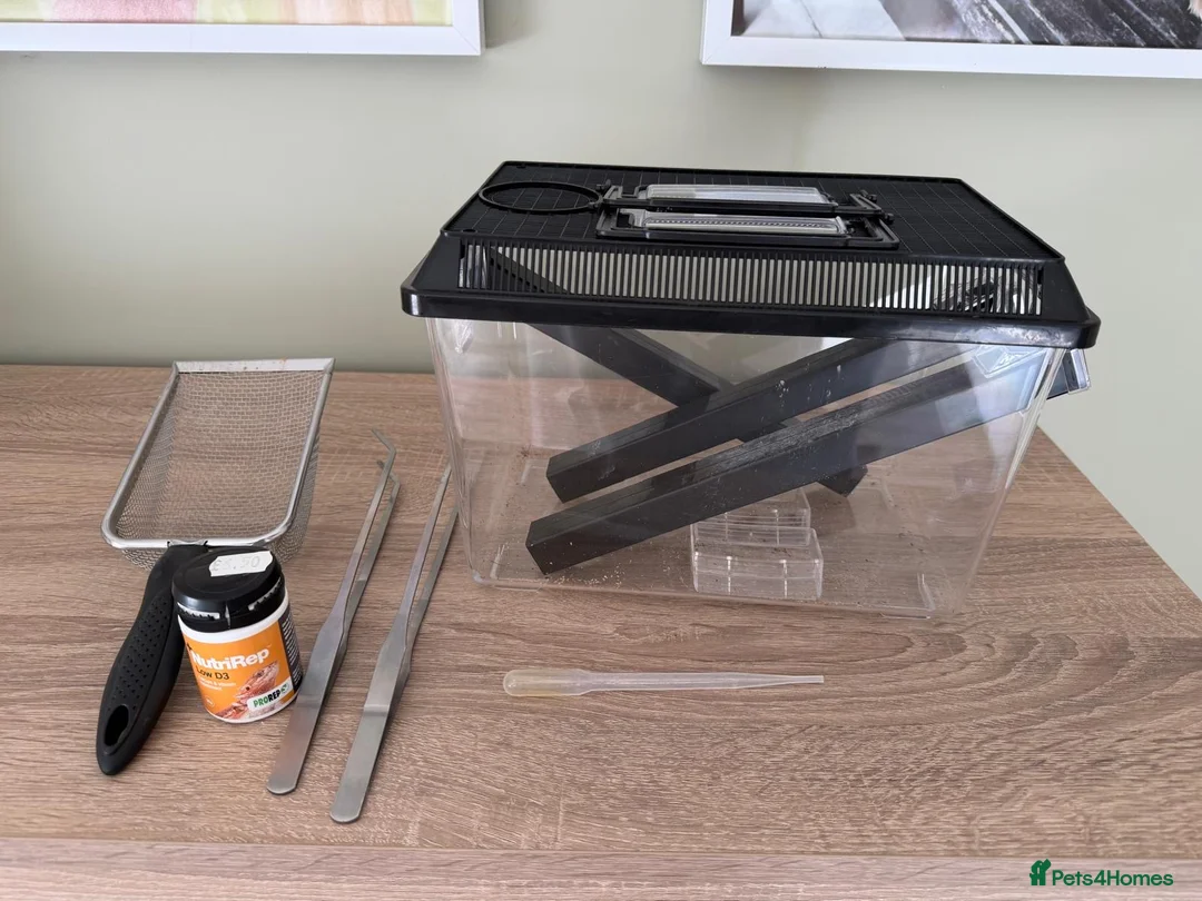 Lizard reptiles for sale: **Collared Lizards + Full Setup – Ready to Go!🦎** - Advert 7