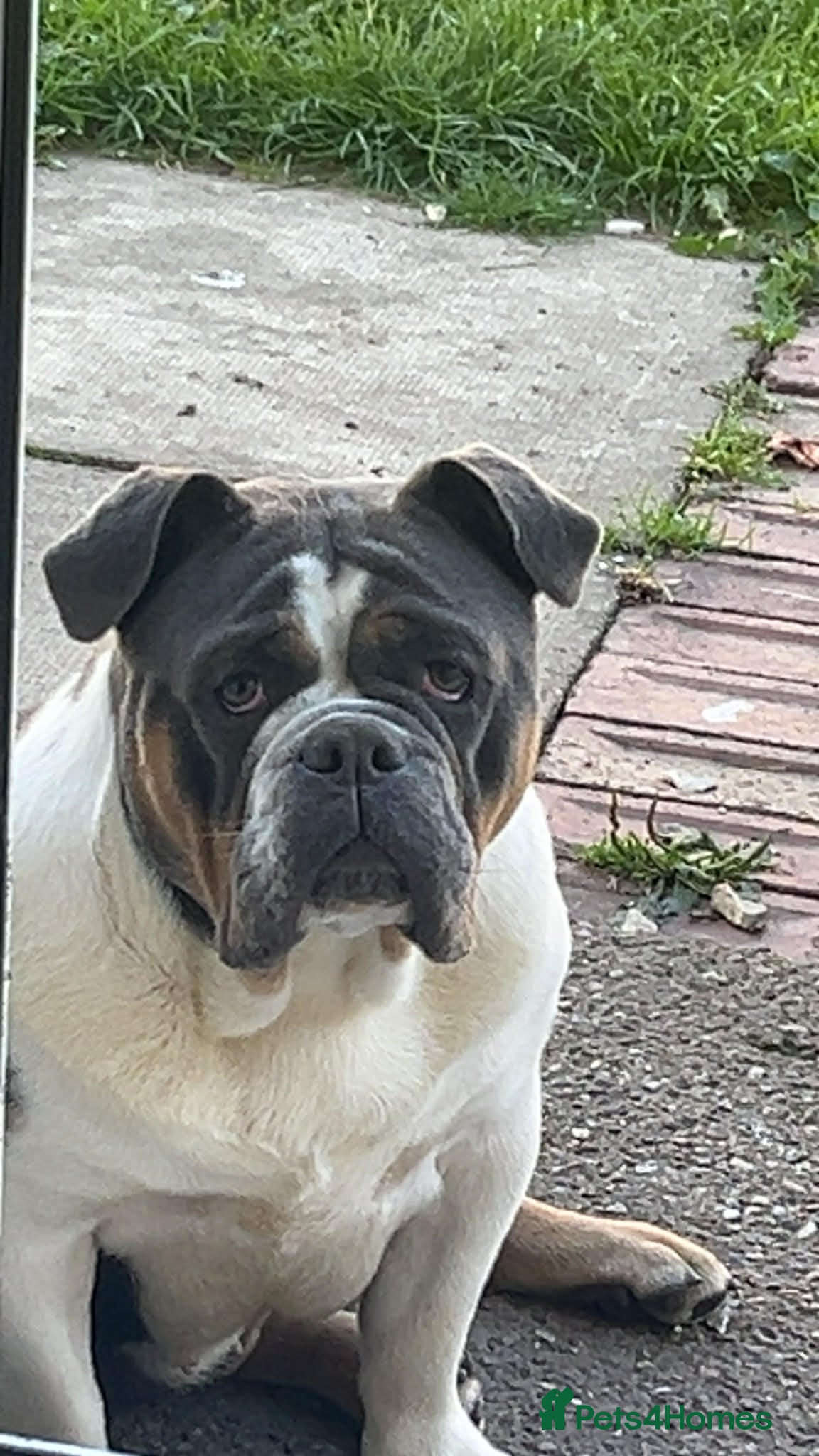 Dorset Olde Tyme Bulldogge dogs Olde Tyme bulldog - Advert 1