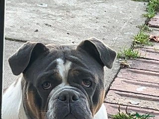 Dorset Olde Tyme Bulldogge dogs Olde Tyme bulldog - Advert 1