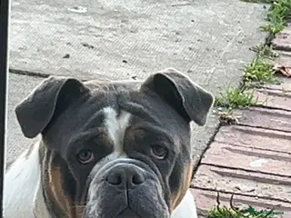 Dorset Olde Tyme Bulldogge dogs Olde Tyme bulldog - Advert 2