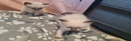 Ragdoll cats for sale: Ragdoll kittens  - Advert 7
