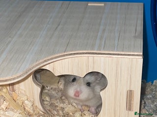 Hamster rodents Male hamster - Advert 14