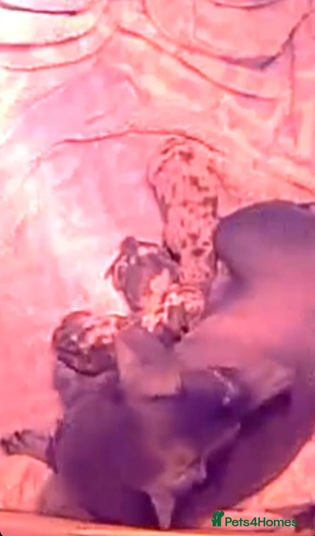 Miniature Dachshund dogs for sale: PRA, STUNNING MINIE'S READY NOW  - Advert 32