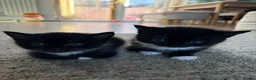 Mixed Breed cats for sale: Gorgeous Tuxedo Kittens looking for a new home  - Advert 2