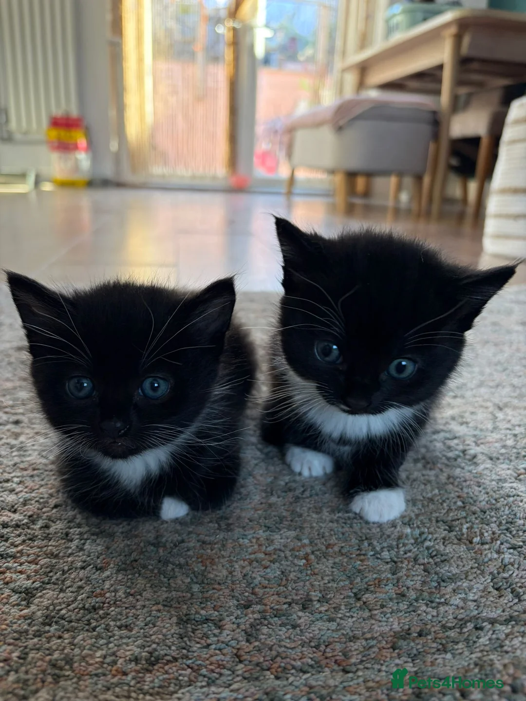 Mixed Breed cats for sale: Gorgeous Tuxedo Kittens looking for a new home  - Advert 2
