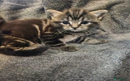 Russian Blue cats for sale: Russian blue mix - Image 9