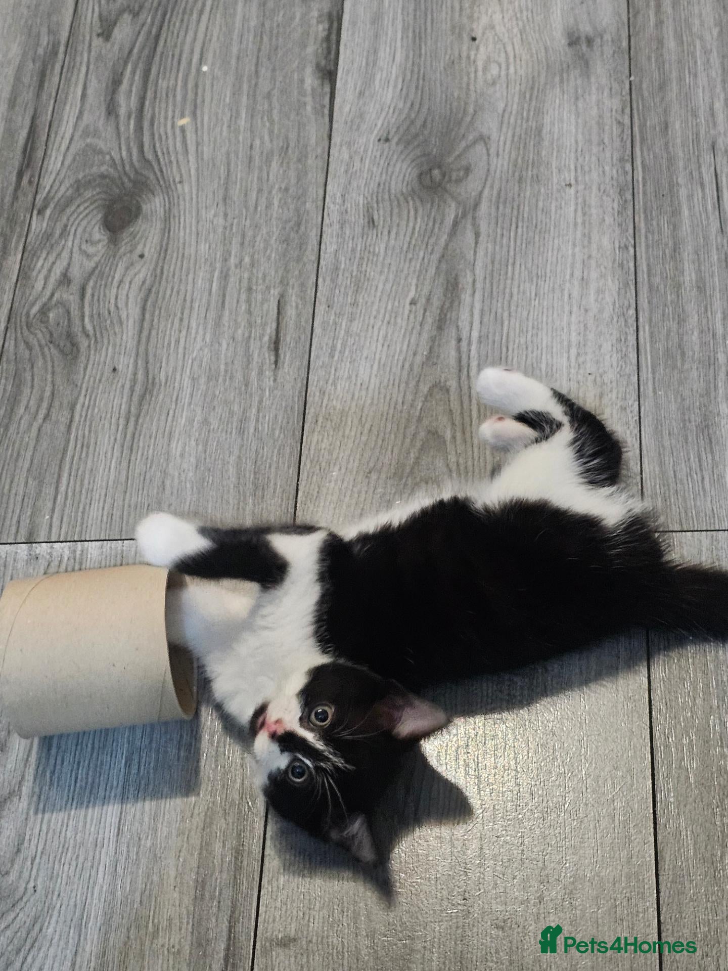 Mixed Breed cats 5 beautiful Maine Coon mix kittens  - Advert 16