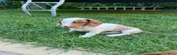 Dachshund dogs for sale: Dachshund is not just dog is your friend forever  - Advert 6