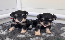 Miniature Schnauzer dogs for sale: Adorable KC registered Miniature Schnauzers - Image 1