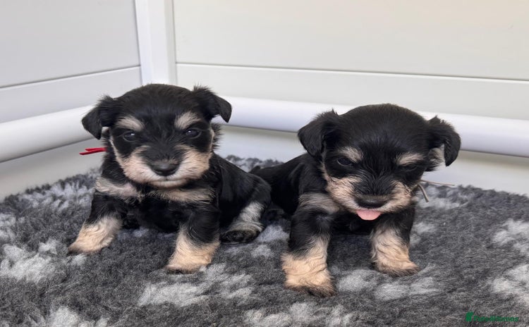 Miniature Schnauzer dogs - Advert 1